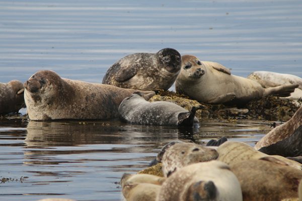 Harbour seals. Credit: Mònica Arso – SMRU