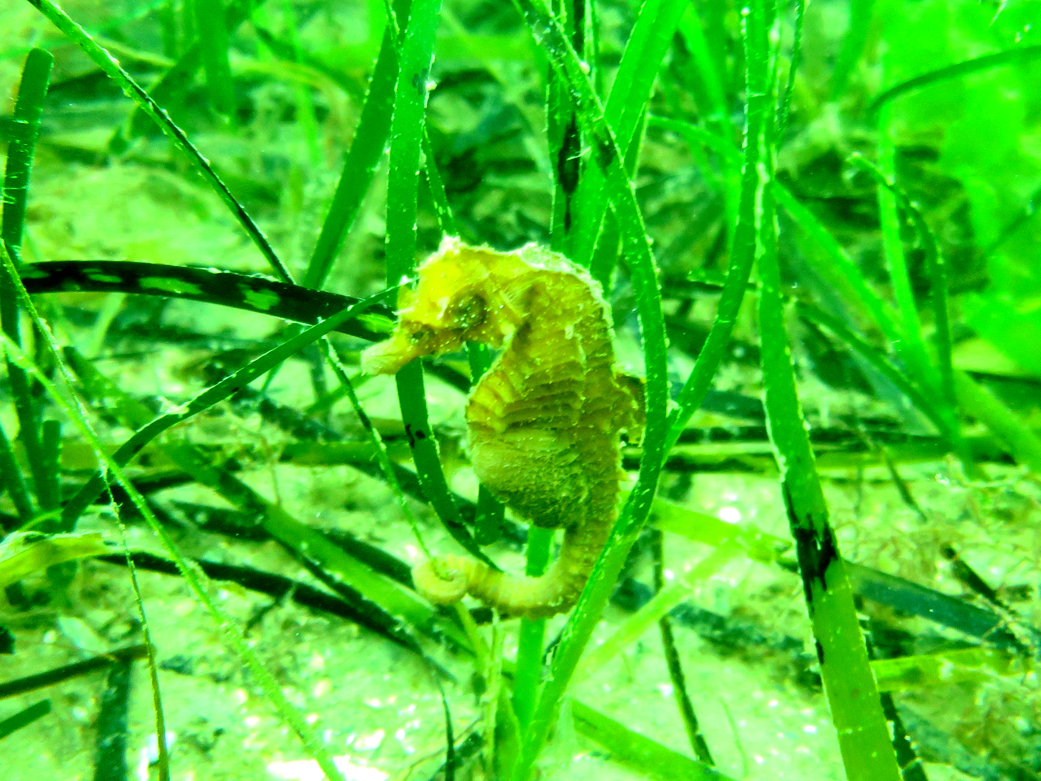 A seahorse curls its tail around eel grass off the Devon coast