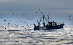 A fishing boat at sea with seagulls following behind