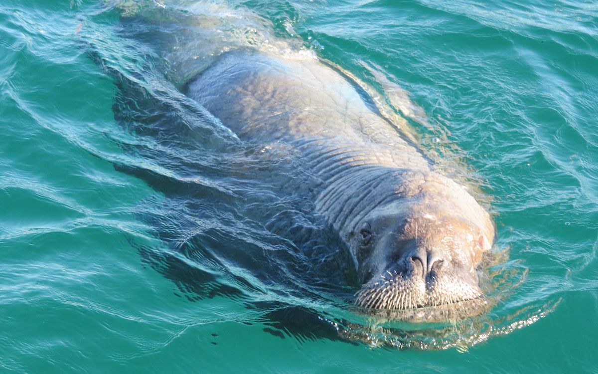 Sailing-Stream.fr ⚓ Comment repérer et identifier les baleines et les dauphins depuis un bateau ? ⚓ Voiliers