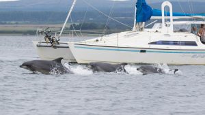 uk-cetaceans-Alamy_T6X10H_357054212_618690081