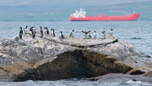 uk-seabirds-marsali.common_guillemots_p99j1h_alamy