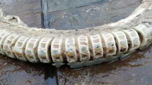close up of basking shark spine