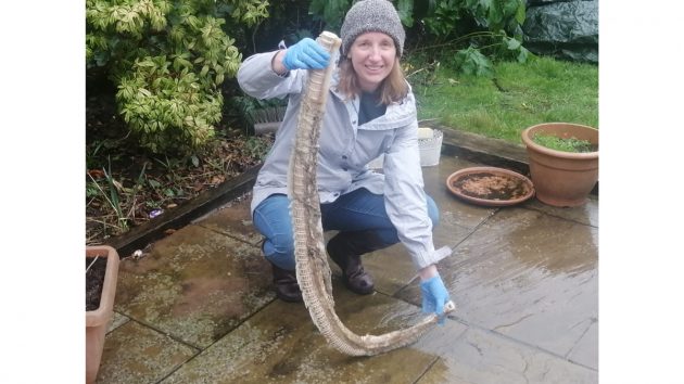 possible-shark-spine-found-bouremouth-beach