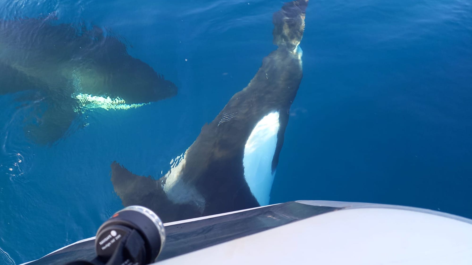 orcas attacking yachts spain