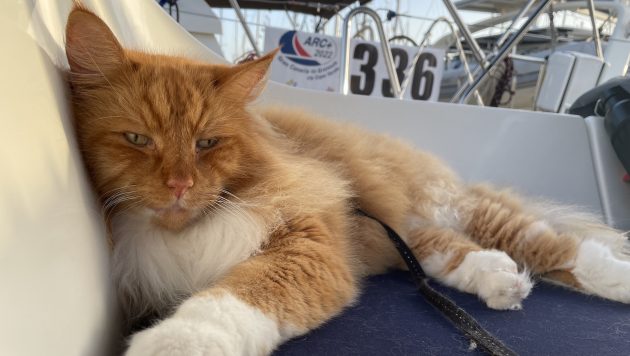 A sailing cat on a boat