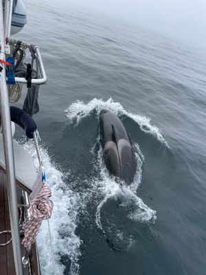 An orca interacting with a yacht. Credit: Grupo de trabajo Orca Atlántica (GTOA)