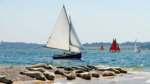 Seals lying on a beach as a sailing dinghy sails past
