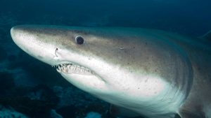 Smalltooth sand tiger sharks are extremely rare visitors to waters north of Biscay. Credit: Nature Picture Library/Alamy