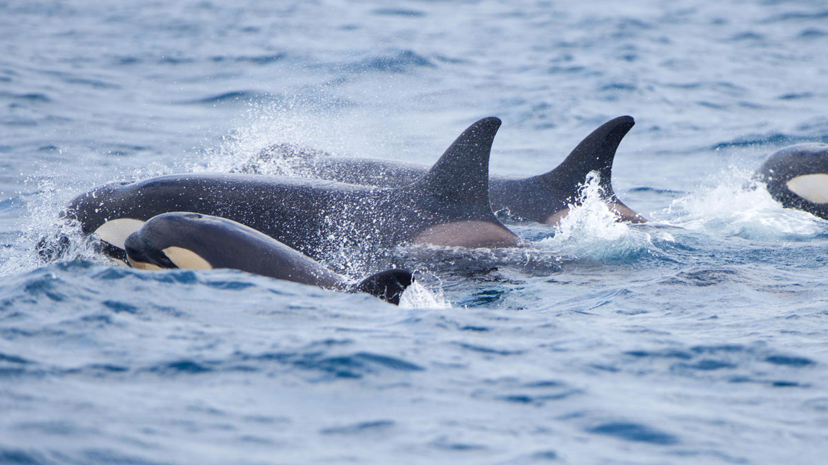 A family of orca in the Strait of Gibraltar, between Europe and Africa