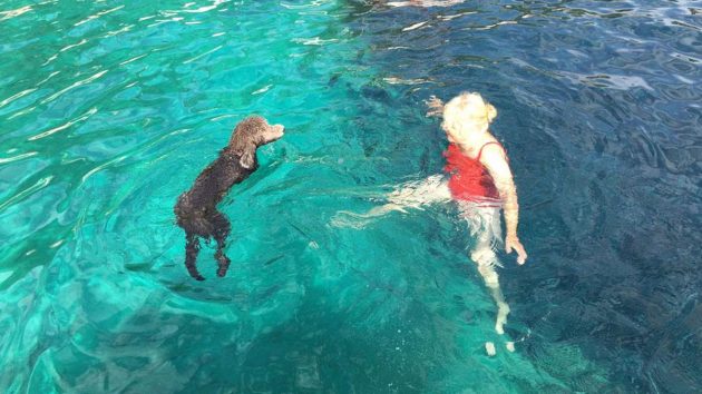 May the Standard Poodle discovering the joys of swimming with Stephanie Wheeler