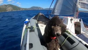 May the Standard Poodle