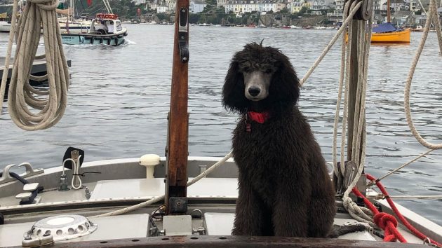 May the Standard Poodle