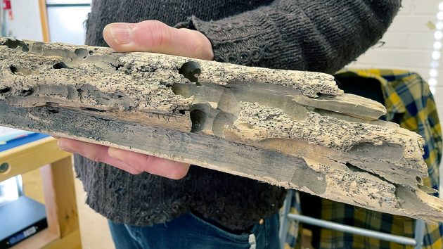 A piece of wood damaged by boring insects