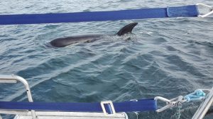 orca interacting with yacht. Credit: Grupo de trabajo Orca Atlántica (GTOA)