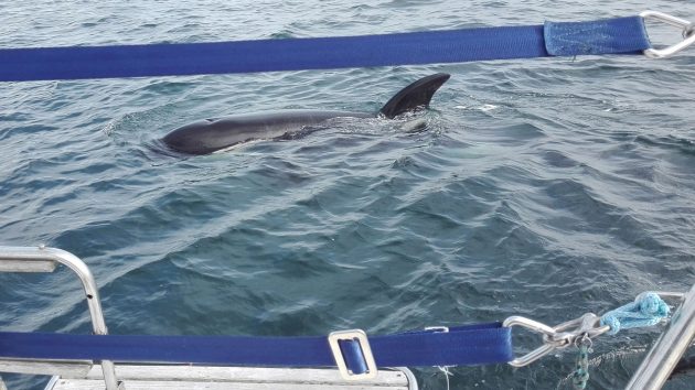 orca interacting with yacht. Credit: Grupo de trabajo Orca Atlántica (GTOA)