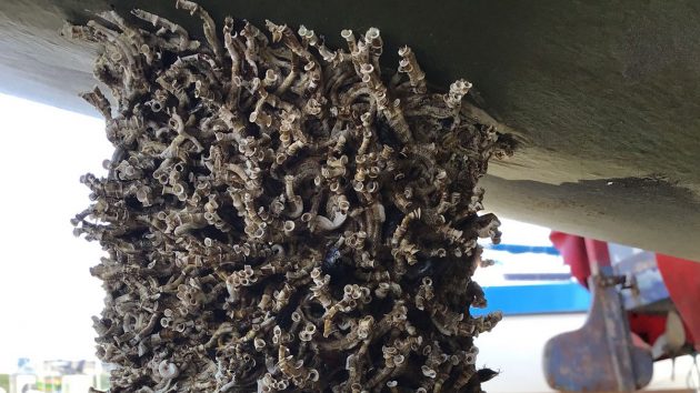 Tubeworms attached to the bottom of boat, Ramsey, Isle of Man