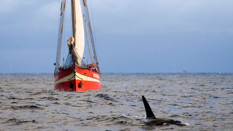 Orca encounters on boats: what you need to know - Practical Boat Owner