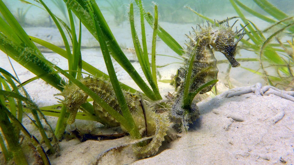 £10 daily fee for Studland Bay eco mooring buoys Practical Boat Owner