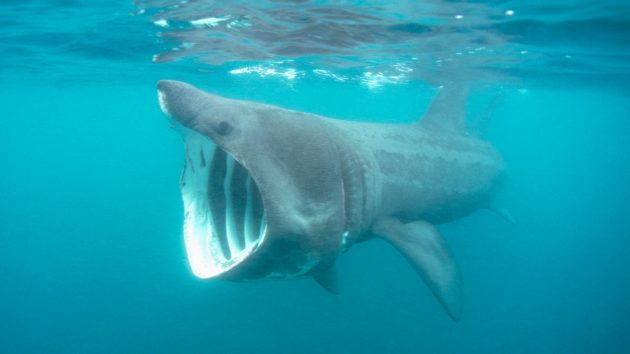 Basking shark sightings in the UK