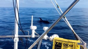 An orca by a boat