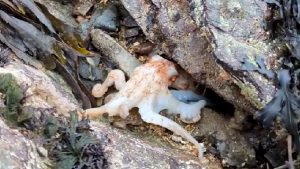 curled octopus changing colour in rare footage on Welsh beach. Credit: Ciara Taylor