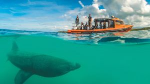A boat with people on board looking at a basking shark