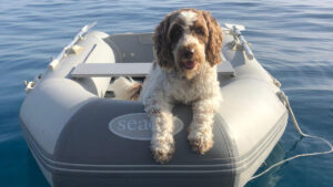 A dog on a dinghy