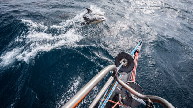 Dolphins swimming beside sailboat