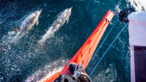 Dolphins swimming beside sailboat