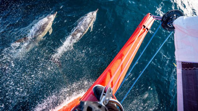 Dolphins swimming beside sailboat