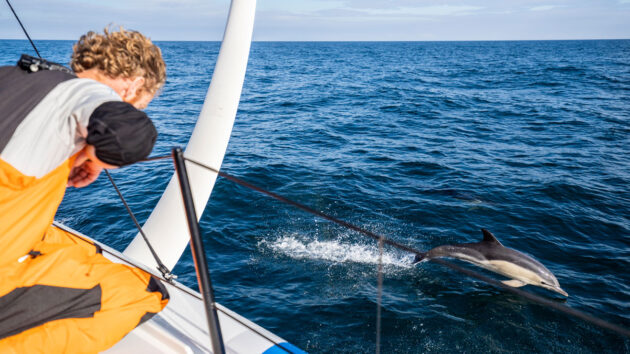 Crewmember of the 11th hour racing team crew watching dolphins swimming beside sailboat