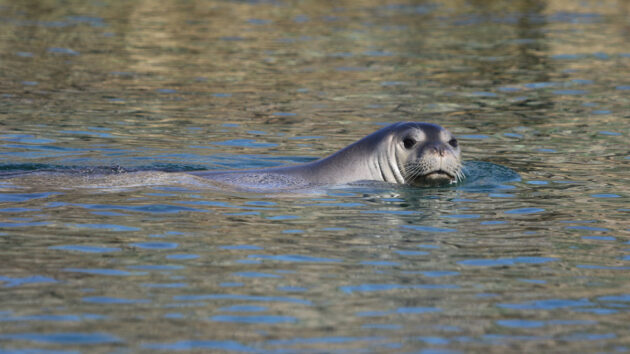 A Mediterranean monk seal swimming