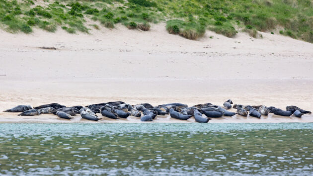 Sea colony mingulay, barra