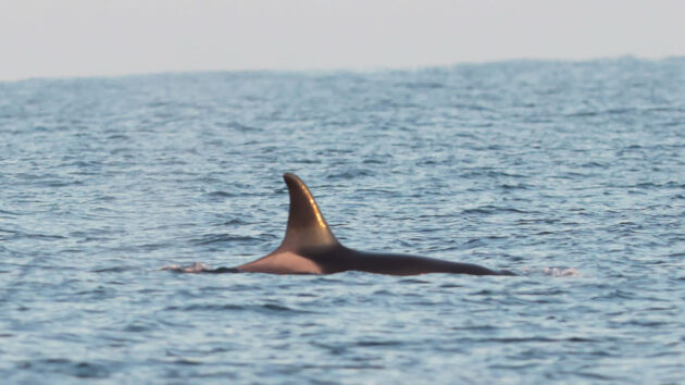 Orca spotted in UK waters near the Isles of Scilly. Photo credit: Joe Pender/www.scillypelagics.com