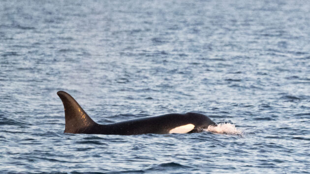 The Vega pod’s two female members, C001 and C002, spotted in UK waters for the first time, are more than 30 years old. Photo credit: Joe Pender/www.scillypelagics.com