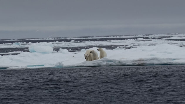 Glaciers are retreating and so is the amount and thickness of sea ice. Credit: Chris Tibbs