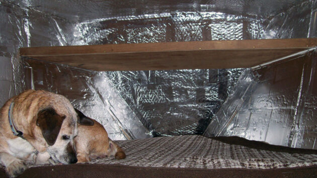 A dog siting on a berth in a boat