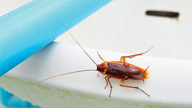 Insects and cockroaches on a boat