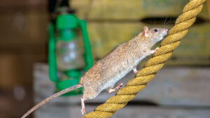 A rat on a rope near a boat