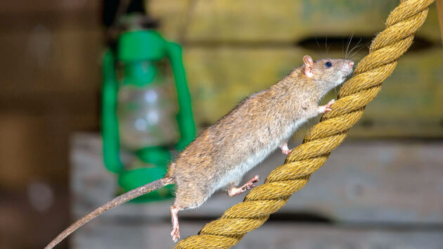 A rat on a rope near a boat