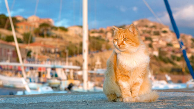 A cat sitting at a harbour