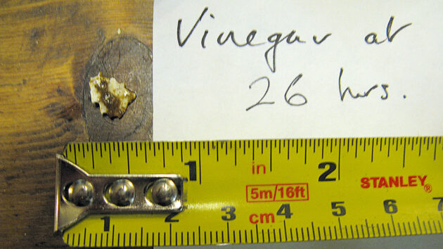 A cockleshell being tested to see how well vinegar descales pipes