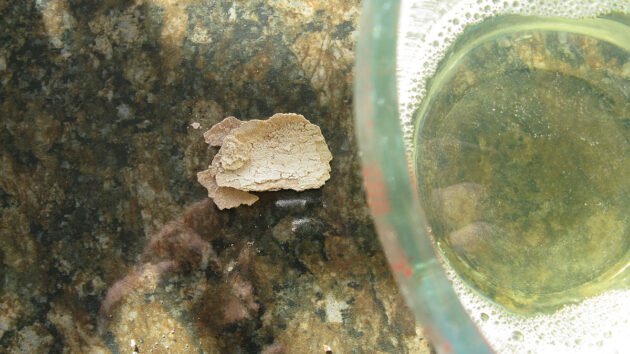 A disolving cockleshell