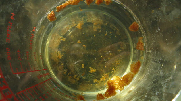 A dissolved cockleshell