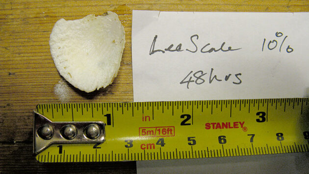 A cockleshell disolving