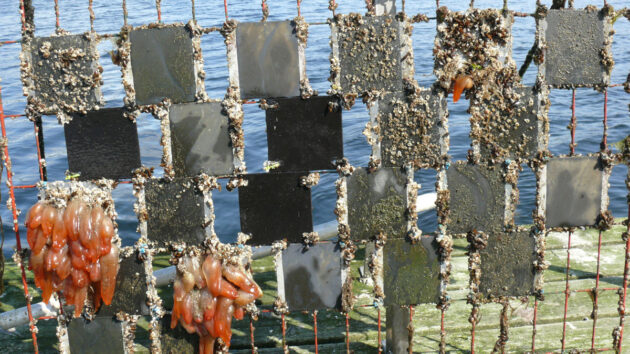 Antifouling paint study panels - after six months submerged in coastal waters. Credit: Ann Larsson/University of Gothenburg