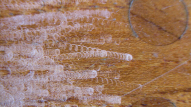 Sanding rings on wood