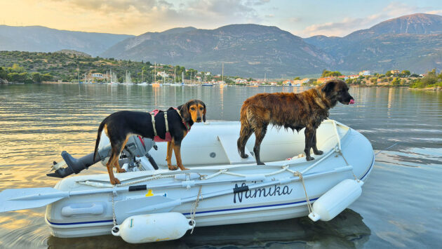 Two dogs standing up in a PVC dinghy