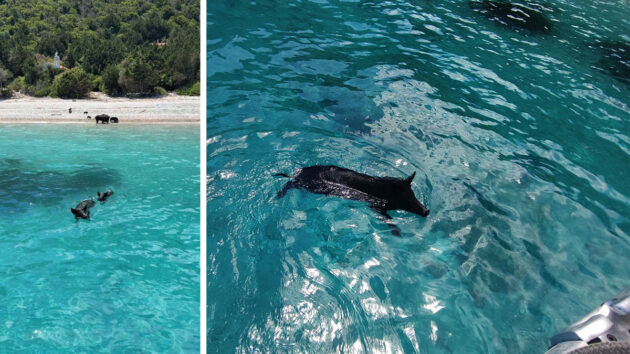 Swimming pigs at One House Bay, Atokos. Credit: Drew Hodgetts